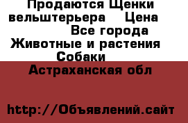 Продаются Щенки вельштерьера  › Цена ­ 27 000 - Все города Животные и растения » Собаки   . Астраханская обл.